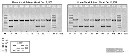 Mouse genotyping PCR result
