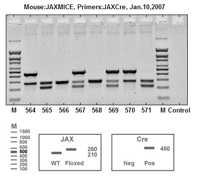mouse genotyping picture