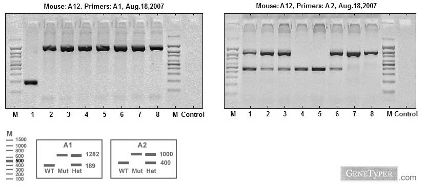 GeneTyper - PCR mouse genotyping image