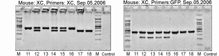 GeneTyper - PCR mouse genotyping