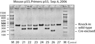 GeneTyper - PCR mouse genotyping service result with gel annotation